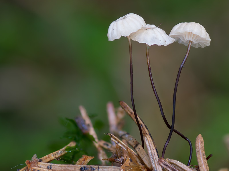 Marasmius wettsteinii